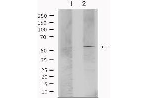 Western blot analysis of extracts from mouse brain, using ESRRA Antibody. (ESRRA antibody  (Internal Region))