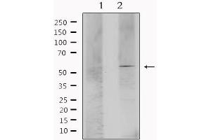 Western blot analysis of extracts from mouse brain, using ESRRA Antibody.