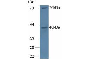 NCF4 Antikörper  (AA 111-339)