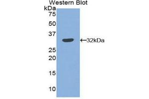 Western Blotting (WB) image for anti-Plasminogen Activator Inhibitor 2 (SERPINB2) (AA 68-313) antibody (ABIN1860121)