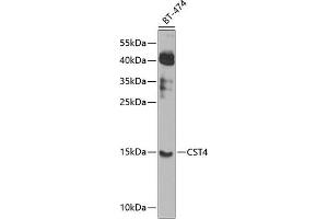 Western blot analysis of extracts of BT-474 cells, using CST4 antibody (ABIN6127736, ABIN6139152, ABIN6139153 and ABIN6224140) at 1:1000 dilution. (CST4 antibody  (AA 21-141))