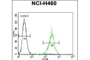 SOX1 Antibody (N-term) (ABIN655709 and ABIN2845160) flow cytometric analysis of NCI- cells (right histogram) compared to a negative control cell (left histogram). (SOX1 antibody  (N-Term))