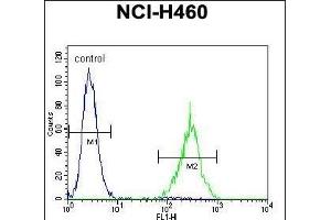 SOX1 Antibody (N-term) (ABIN655709 and ABIN2845160) flow cytometric analysis of NCI- cells (right histogram) compared to a negative control cell (left histogram). (SOX1 antibody  (N-Term))