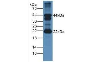FSHB Antikörper  (AA 21-129)