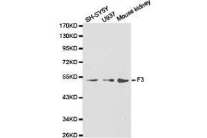 Western Blotting (WB) image for anti-Coagulation Factor III (thromboplastin, Tissue Factor) (F3) antibody (ABIN1872628) (Tissue factor antibody)