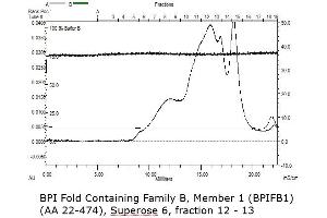 SEC (BPIFB1 Protein (AA 22-474) (His tag))