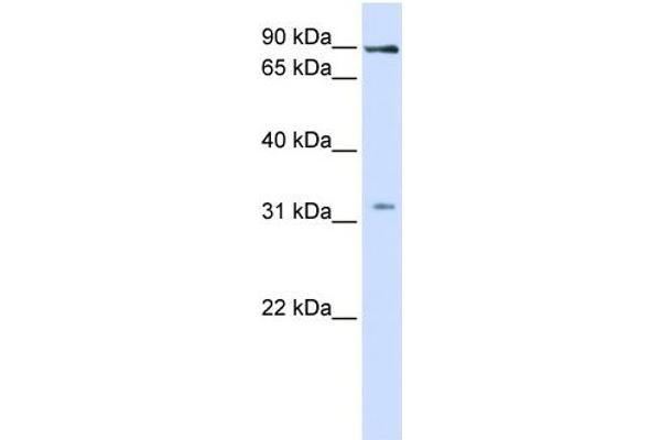 LRRC8B antibody  (Middle Region)