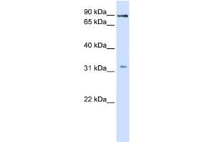 WB Suggested Anti-LRRC8B Antibody Titration:  1 ug/ml  Positive Control:  Fetal liver cell lysate (LRRC8B antibody  (Middle Region))