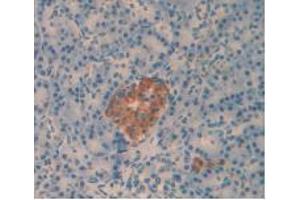IHC-P analysis of Human Pancreas Tissue, with DAB staining. (Amylin/DAP antibody)