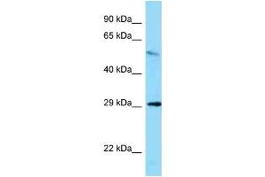 WB Suggested Anti-Memo1 Antibody   Titration: 1. (MEMO1 antibody  (Middle Region))