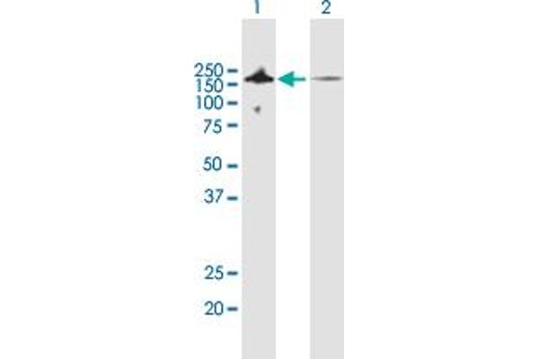 BAT3 anticorps  (AA 1-1126)