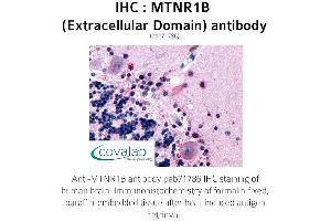 Image no. 1 for anti-Melatonin Receptor 1B (MTNR1B) (3rd Extracellular Domain) antibody (ABIN1737118) (Melatonin Receptor 1B antibody  (3rd Extracellular Domain))