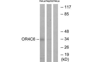 Western blot analysis of extracts from HeLa cells and HepG2 cells, using OR4C6 antibody. (OR4C6 antibody  (Internal Region))