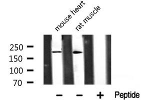 Western blot analysis of TAF1 Antibody expression in mouse heart and rat muscle tissues lysates. (TAF1 antibody  (Internal Region))