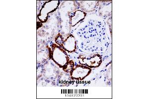 UMOD Antibody immunohistochemistry analysis in formalin fixed and paraffin embedded human kidney tissue followed by peroxidase conjugation of the secondary antibody and DAB staining. (Uromodulin antibody  (AA 352-380))