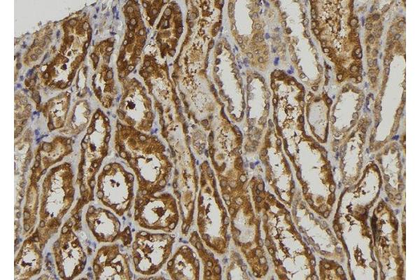 NDRG3 antibody  (Internal Region)