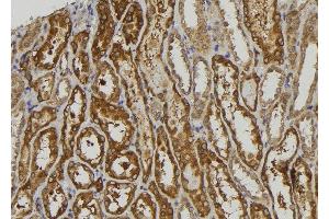 ABIN6275405 at 1/100 staining Human kidney tissue by IHC-P. (NDRG3 antibody  (Internal Region))