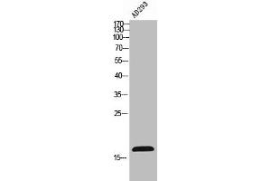 Western Blot analysis of AD293 cells using FUNDC1 Polyclonal Antibody (FUNDC1 antibody  (N-Term))