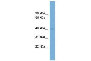 THEG antibody used at 0. (THEG antibody  (Middle Region))