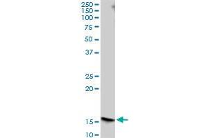 MAGOHB MaxPab polyclonal antibody. (Mago Nashi Homolog 2 antibody  (AA 1-148))