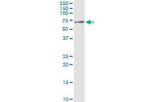 Immunoprecipitation of LGMN transfected lysate using anti-LGMN monoclonal antibody and Protein A Magnetic Bead , and immunoblotted with LGMN MaxPab rabbit polyclonal antibody. (LGMN antibody  (AA 1-433))