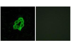 Immunofluorescence (IF) image for anti-Brain-Specific Angiogenesis Inhibitor 1 (BAI1) (Internal Region) antibody (ABIN6301192) (BAI1 antibody  (Internal Region))