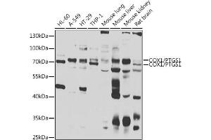 Western blot analysis of extracts of various cell lines, using COX1/COX1/PTGS1 antibody (ABIN6130124, ABIN6146413, ABIN6146414 and ABIN6223187) at 1:1000 dilution. (PTGS1 antibody  (AA 1-180))