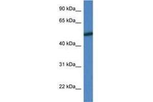 Image no. 1 for anti-Mitogen-Activated Protein Kinase 10 (MAPK10) (AA 25-74) antibody (ABIN6746529) (MAPK10 antibody  (AA 25-74))