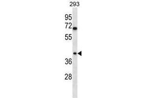TOR1B Antibody (C-term) western blot analysis in 293 cell line lysates (35 µg/lane). (TOR1B antibody  (C-Term))