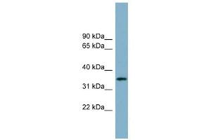 ApoH antibody used at 1 ug/ml to detect target protein.