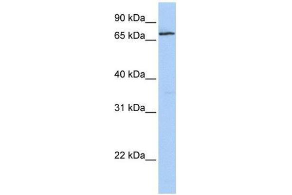 ZNF548 antibody  (N-Term)