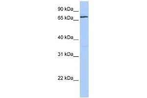 ZNF548 antibody used at 0.
