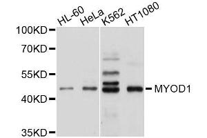 Western blot analysis of extracts of various cell lines, using MYOD1 antibody. (MYOD1 antibody  (AA 150-250))