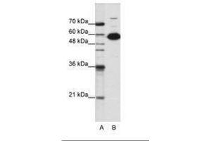 Image no. 3 for anti-Non-POU Domain Containing, Octamer-Binding (NONO) (C-Term) antibody (ABIN202613) (NONO antibody  (C-Term))