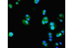 Immunofluorescence (IF) image for anti-Hypoxia Inducible Factor 1, alpha Subunit Inhibitor (HIF1AN) (AA 2-254) antibody (ABIN7156025)