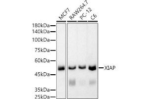Western blot analysis of extracts of various cell lines, using XIAP antibody (ABIN7271400) at 1:5000 dilution. (XIAP antibody)
