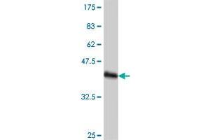 Western Blot detection against Immunogen (37. (GTF3C3 antibody  (AA 112-214))