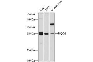 Western blot analysis of extracts of various cell lines, using NQO2 antibody  at 1:3000 dilution. (NQO2 antibody  (AA 1-1))