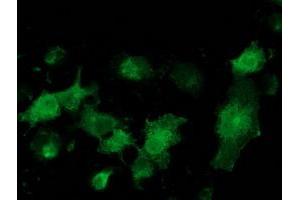 Anti-MGRN1 mouse monoclonal antibody (ABIN2454425) immunofluorescent staining of COS7 cells transiently transfected by pCMV6-ENTRY MGRN1 (RC208284). (Mahogunin RING Finger Protein 1 antibody)