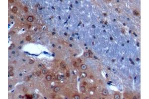 Detection of ANO1 in Mouse Cerebrum Tissue using Polyclonal Antibody to Anoctamin 1 (ANO1) (ANO1 antibody  (AA 20-239))