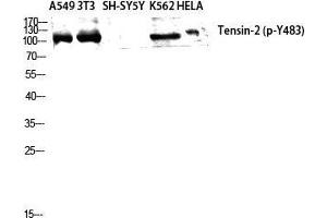 Western Blot (WB) analysis of A549 NIH-3T3 SH-SY5Y K562 HeLa cells using Phospho-Tensin-2 (Y483) Polyclonal Antibody. (TENC1 antibody  (pTyr483))