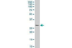 PLSCR3 antibody  (AA 1-295)