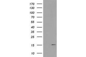 HEK293T cells were transfected with the pCMV6-ENTRY control (Left lane) or pCMV6-ENTRY FAM127C (Right lane) cDNA for 48 hrs and lysed. (FAM127C antibody)