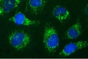 Immunofluorescence (IF) image for anti-Hydroxysteroid (17-Beta) Dehydrogenase 4 (HSD17B4) antibody (ABIN2715564) (HSD17B4 antibody)