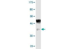 Western Blot detection against Immunogen (36. (IL1A antibody  (AA 172-271))