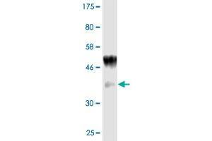 IL1A antibody  (AA 172-271)