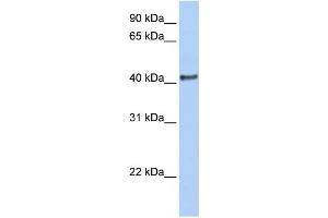 Western Blotting (WB) image for anti-Doublesex and Mab-3 Related Transcription Factor 1 (DMRT1) antibody (ABIN2460120) (DMRT1 antibody)