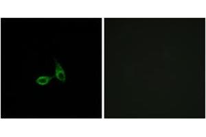 Immunofluorescence analysis of HepG2 cells, using CDH24 Antibody.