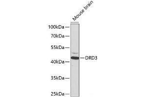 Western blot analysis of extracts of Mouse brain using DRD3 Polyclonal Antibody at dilution of 1:1000. (DRD3 antibody)