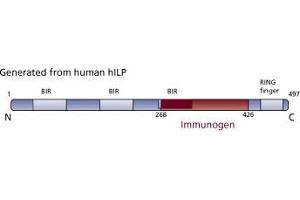 Image no. 3 for anti-X-Linked Inhibitor of Apoptosis (XIAP) (AA 268-426) antibody (ABIN968133) (XIAP antibody  (AA 268-426))